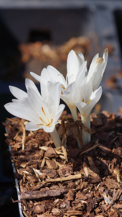 Colchicum autumnale 'Album' - Herbstzeitlose