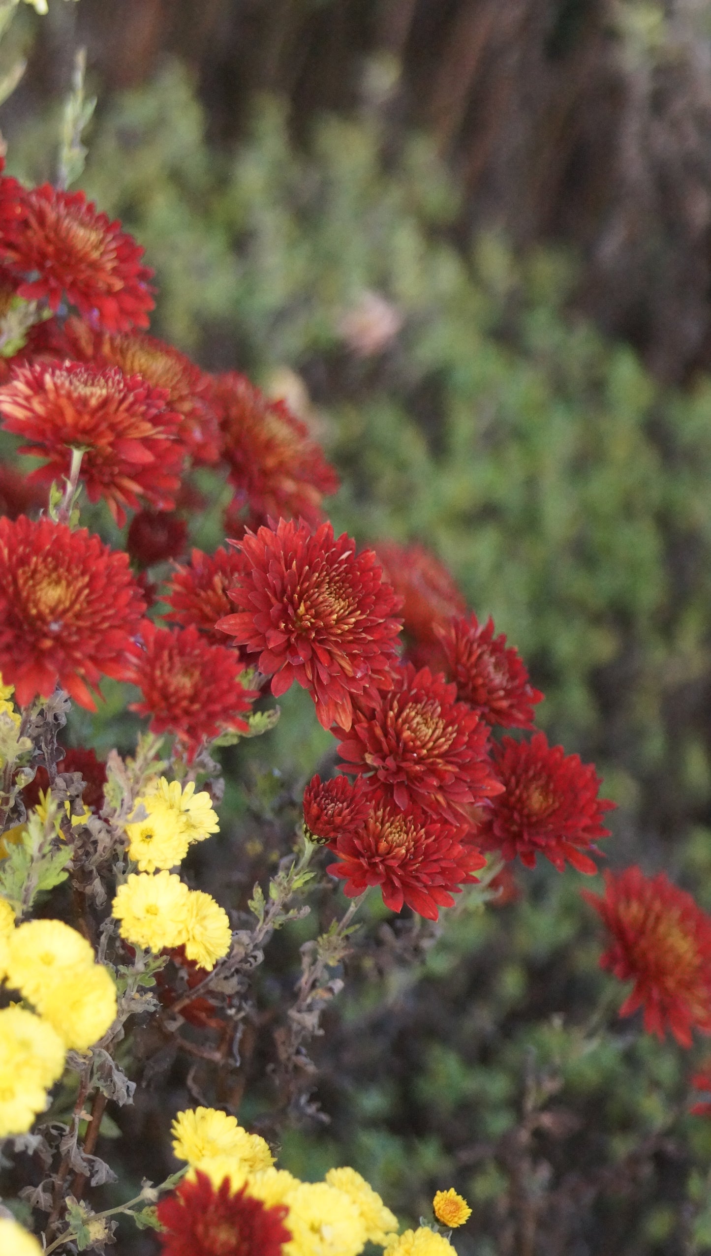 Chrysanthemum Indicum-Hybride 'Brennpunkt' - Herbst-Chrysantheme