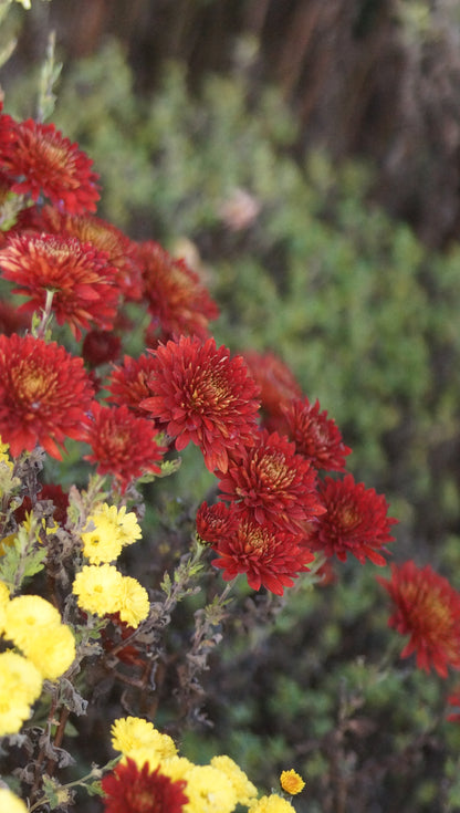 Chrysanthemum Indicum-Hybride 'Brennpunkt' - Herbst-Chrysantheme