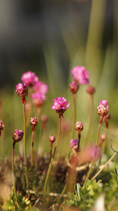 Armeria maritima 'Vesuvius' - Grasnelke