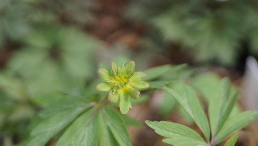 Anemone ranunculoides 'Konstantin' - Gelbes Buschwindröschen