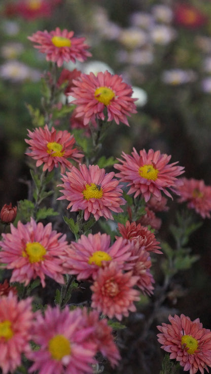 Chrysanthemum Indicum-Hybride 'Siecle' - Herbst-Chrysantheme