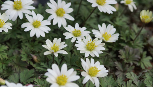 Anemone blanda 'White Splendour' - Balkan-Anemone