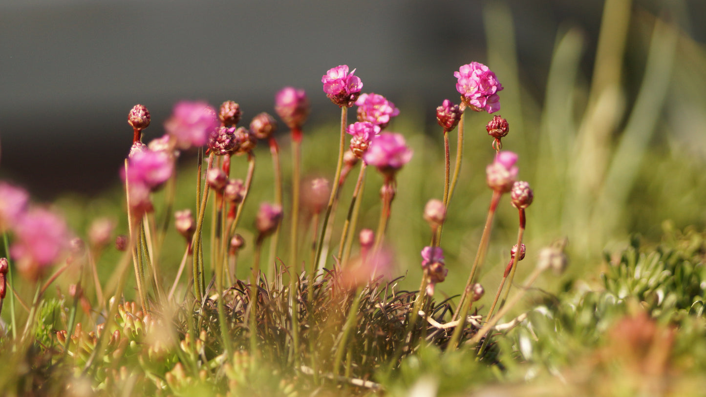 Armeria maritima 'Vesuvius' - Grasnelke