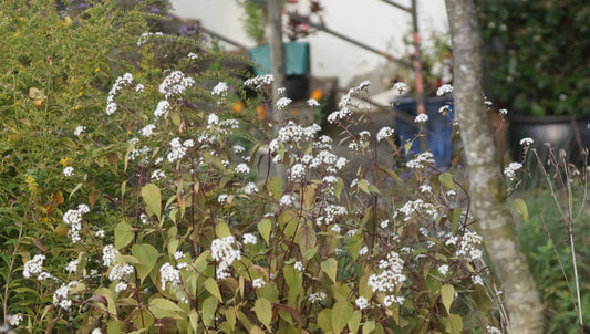 Eupatorium rugosum 'Chocolate' - Braunblättriger Wasserdost