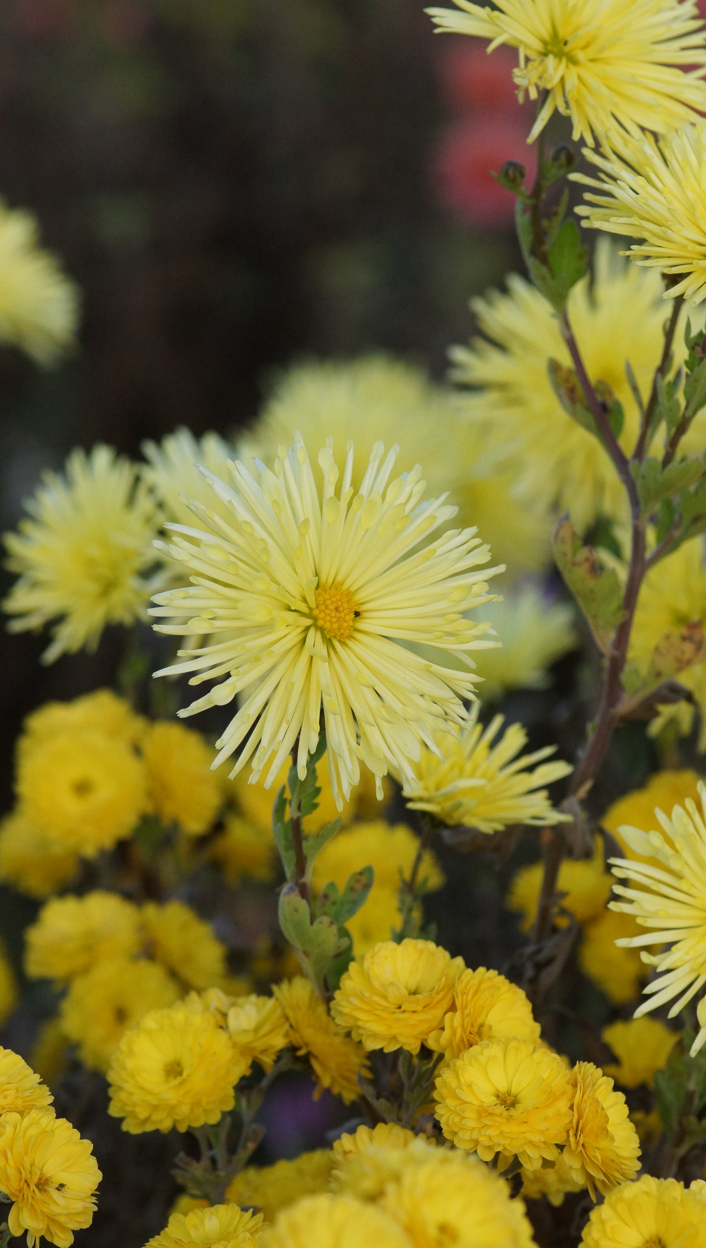 Chrysanthemum Indicum-Hybride 'Satelitte' - Garten-Chrysantheme