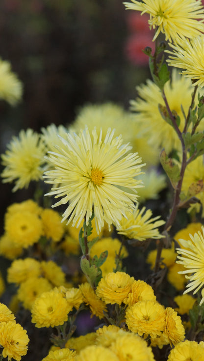 Chrysanthemum Indicum-Hybride 'Satelitte' - Garten-Chrysantheme