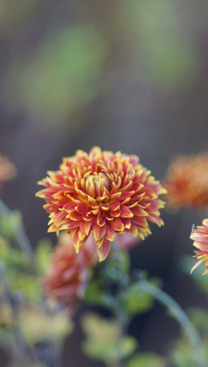 Chrysanthemum Indicum-Hybride 'Granatapfel' - Herbst-Chrysantheme