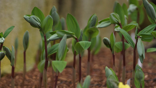 Polygonatum odoratum 'Red Stem' - Salomonssiegel