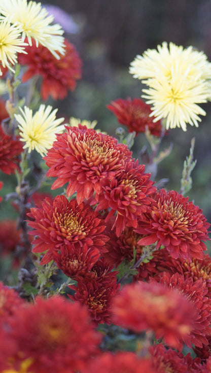 Chrysanthemum Indicum-Hybride 'Brennpunkt' - Herbst-Chrysantheme