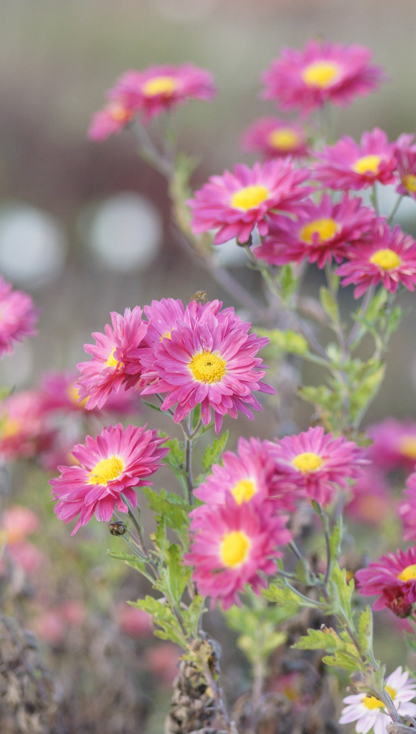 Chrysanthemum Indicum-Hybride 'Elisabeth' - Herbst-Chrysantheme