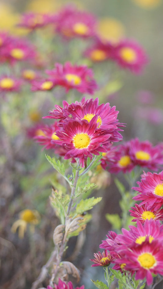 Chrysanthemum Indicum-Hybride 'Unterwalden' - Herbst-Chrysantheme
