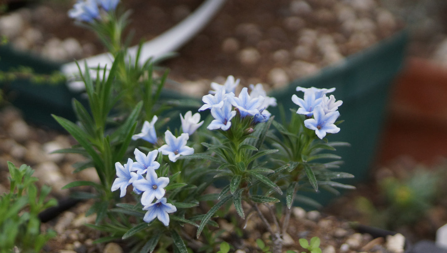 Lithodora zahnii - Zahns-Steinsame