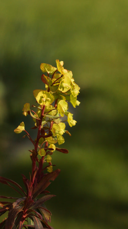 Euphorbia amygdaloides 'Purpurea' - Mandelblättrige Wolfsmilch