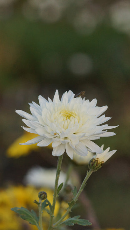 Chrysanthemum Indicum-Hybride 'Thurgau' - Herbst-Chrysantheme