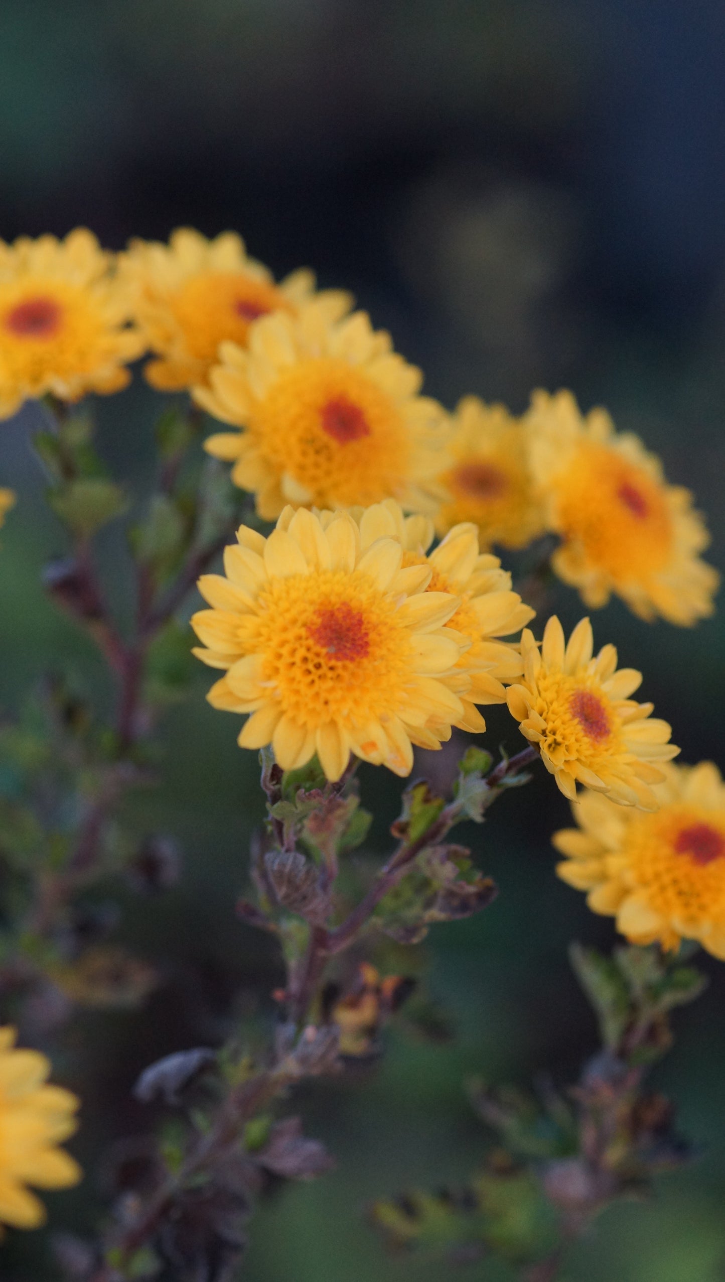 Chrysanthemum Indicum-Hybride 'Tesorino' - Herbst-Chrysantheme