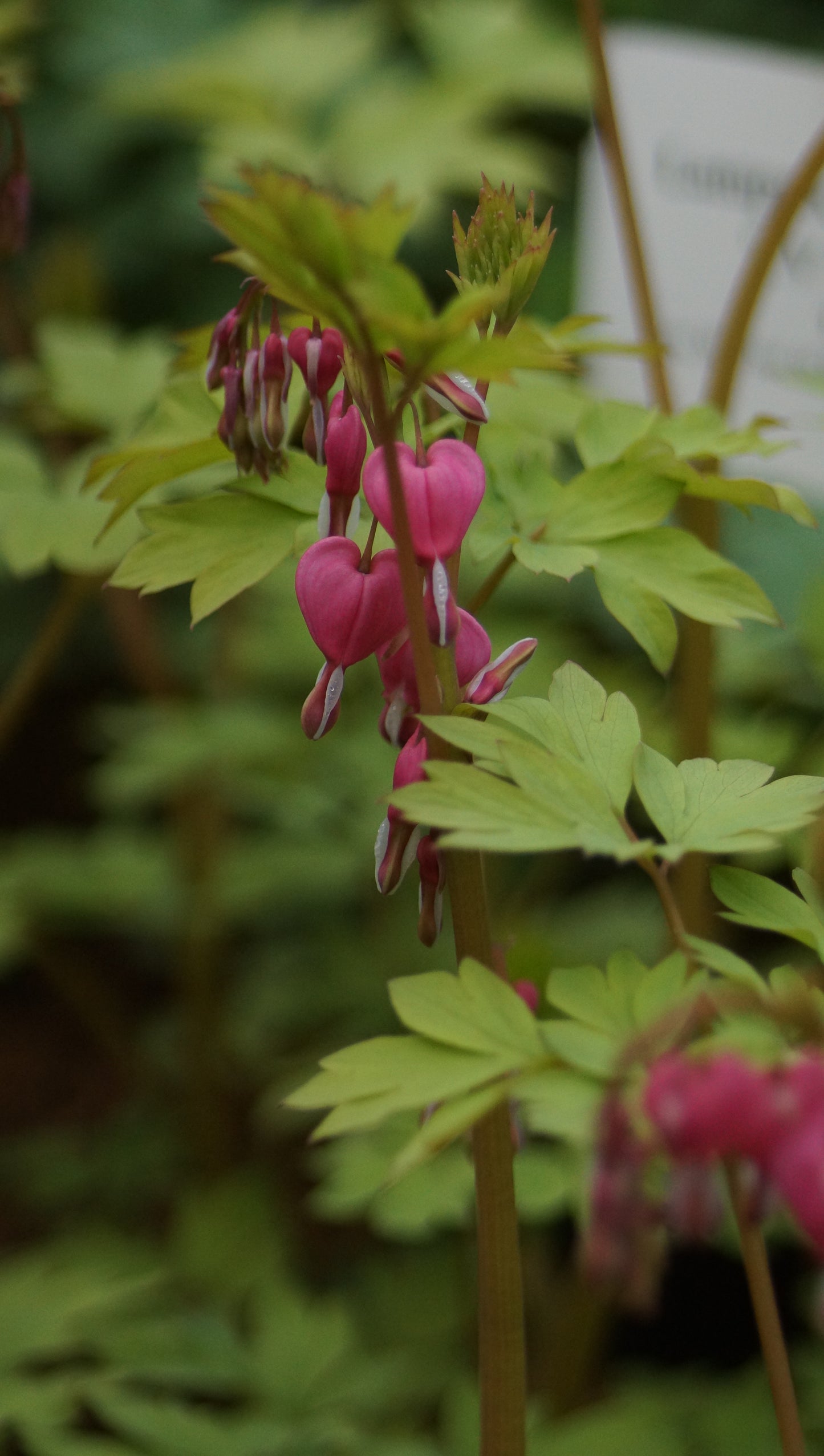 Lamprocapnos spectabilis 'Yellow Leaf' - Tränendes Herz