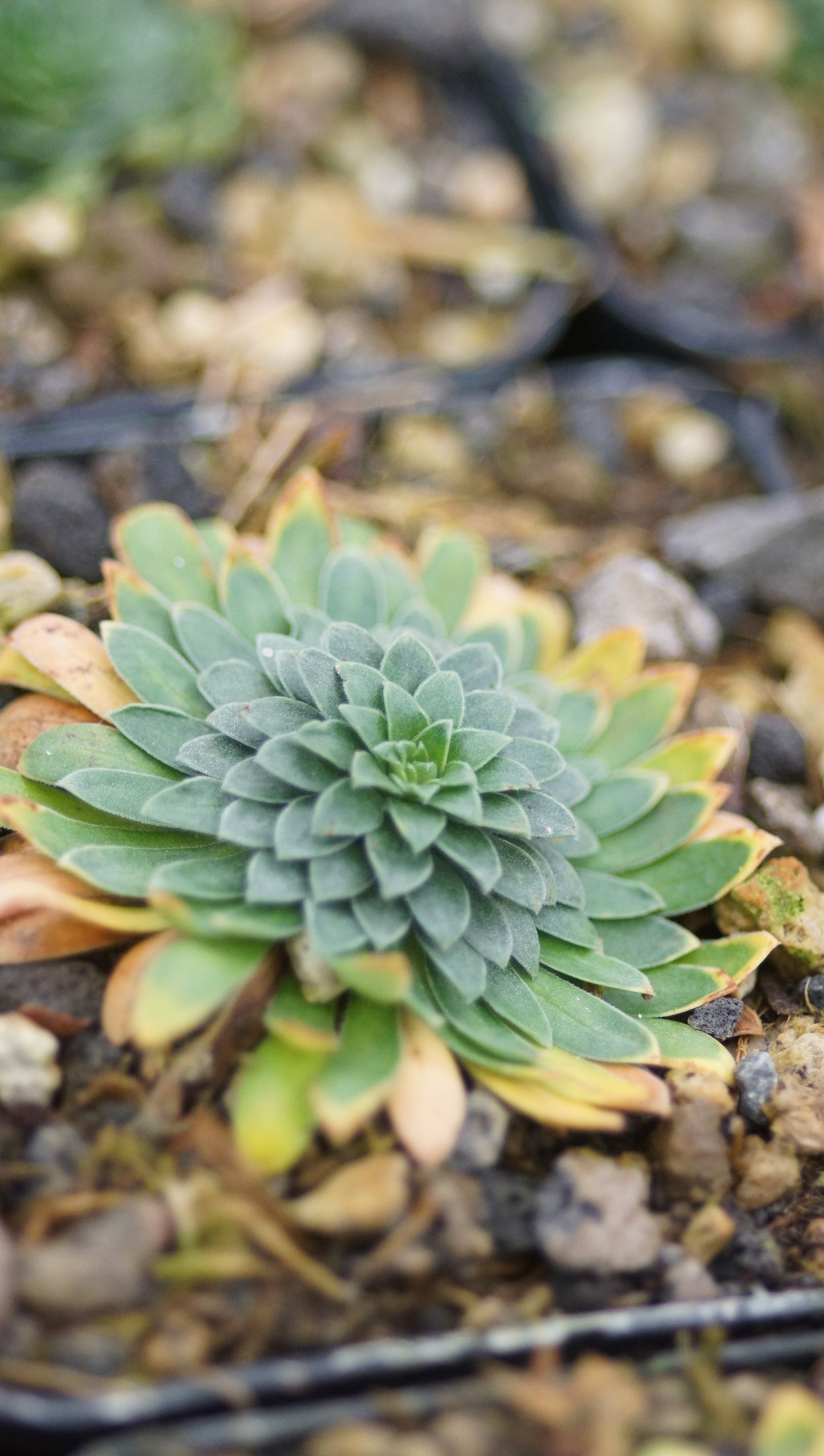 Androsace himalaica - Mannsschild