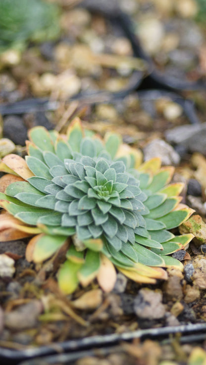 Androsace himalaica - Mannsschild