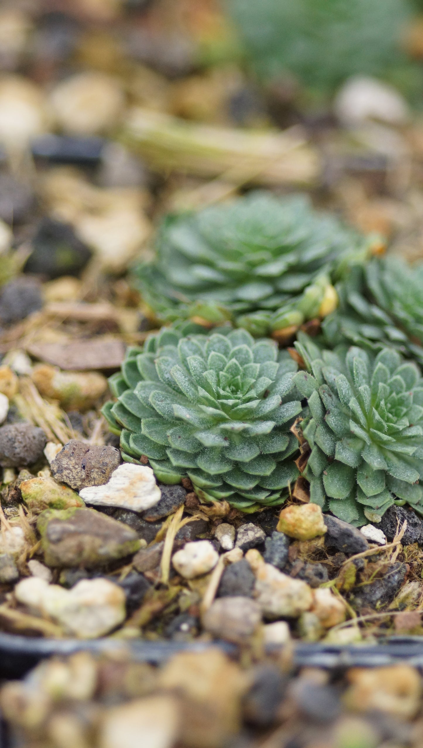 Androsace sempervivoides 'Susan Joan' - Zwergiger Tibet-Mannsschild