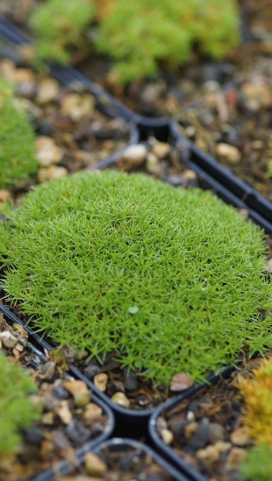 Scleranthus uniflorus - Neuseeländer Knäuel