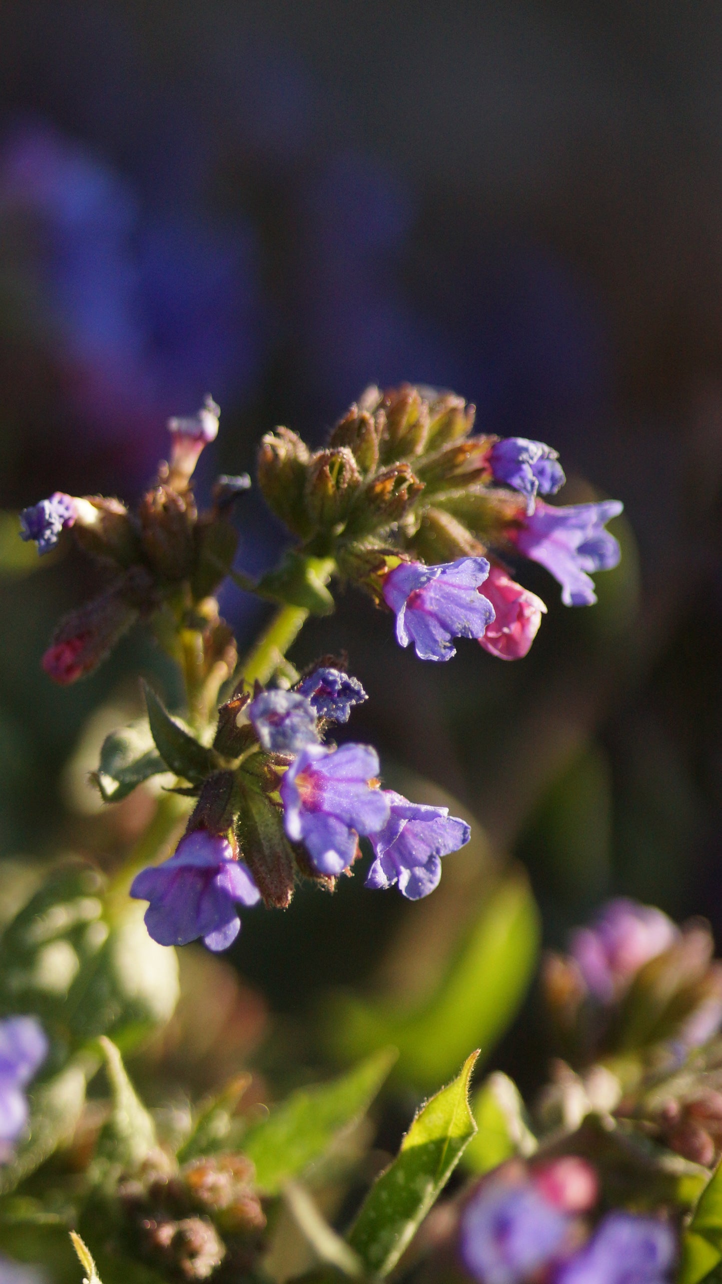 Pulmonaria Hybride 'Trevi Fountain' - Lungenkraut