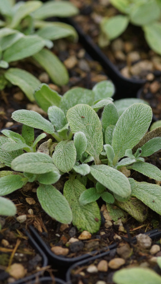 Stachys byzantina 'Silky Fleece' - Zwergiger Woll-Ziest