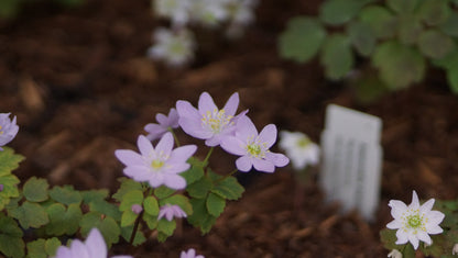 Anemonella thalictroides f. rosea - Rautenanemone