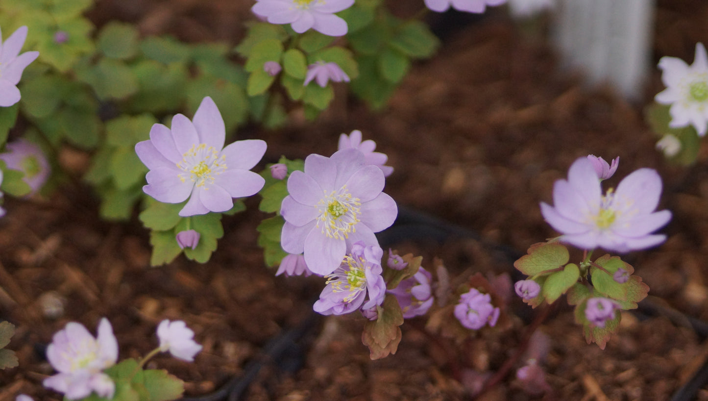 Anemonella thalictroides f. rosea - Rautenanemone