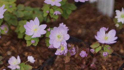 Anemonella thalictroides f. rosea - Rautenanemone