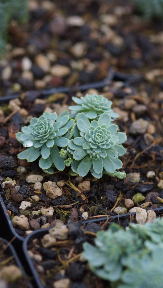Rhodiola pachyclados (Syn. Sedum pachyclados) - Dickrosettiges Fettblatt