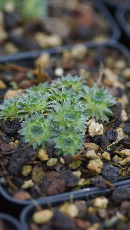Androsace muscoidea - Hindukusch-Mannsschild