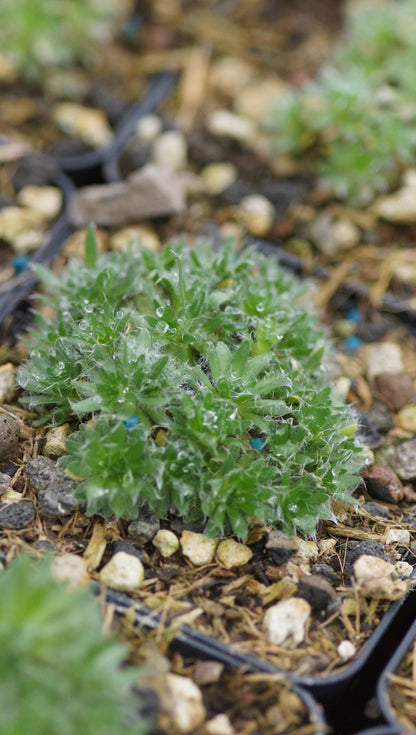 Arabis androsace - Mannsschild-Gänsekresse