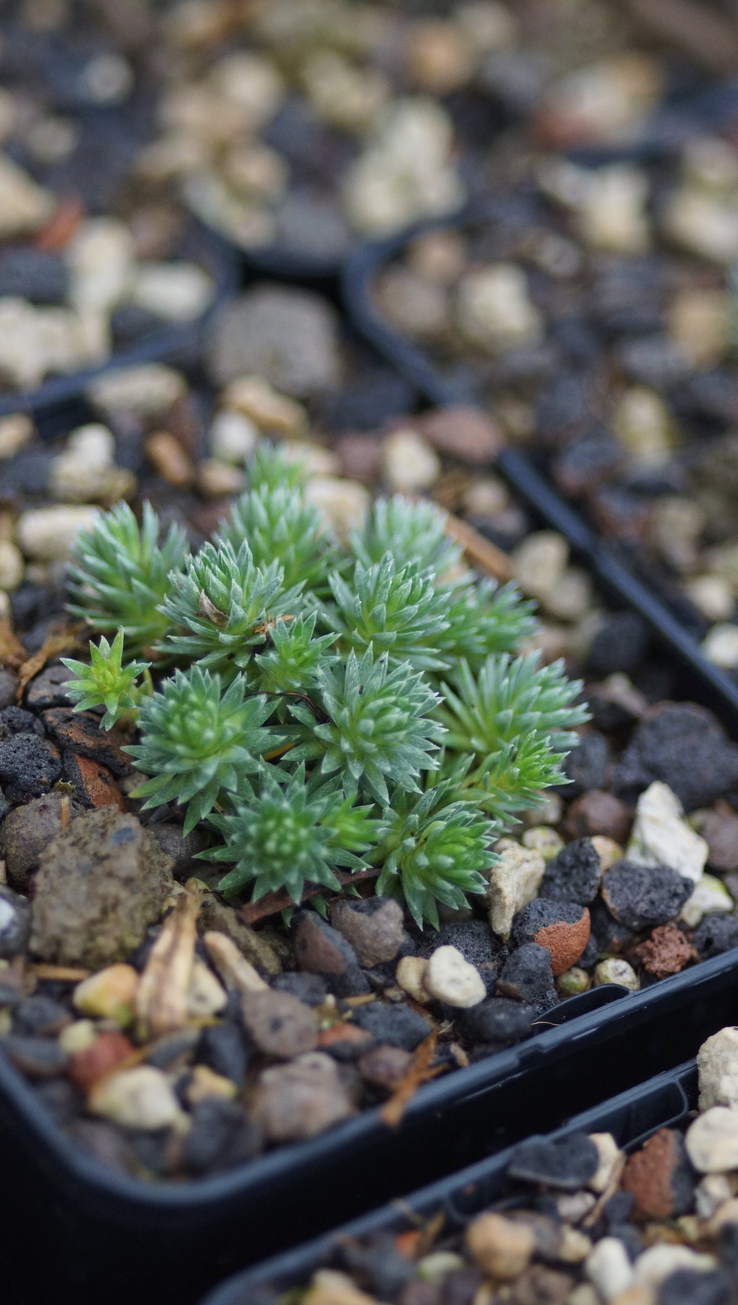 Saxifraga x elisabethae 'Boston Spa' - Vorfrühlings-Steinbrech