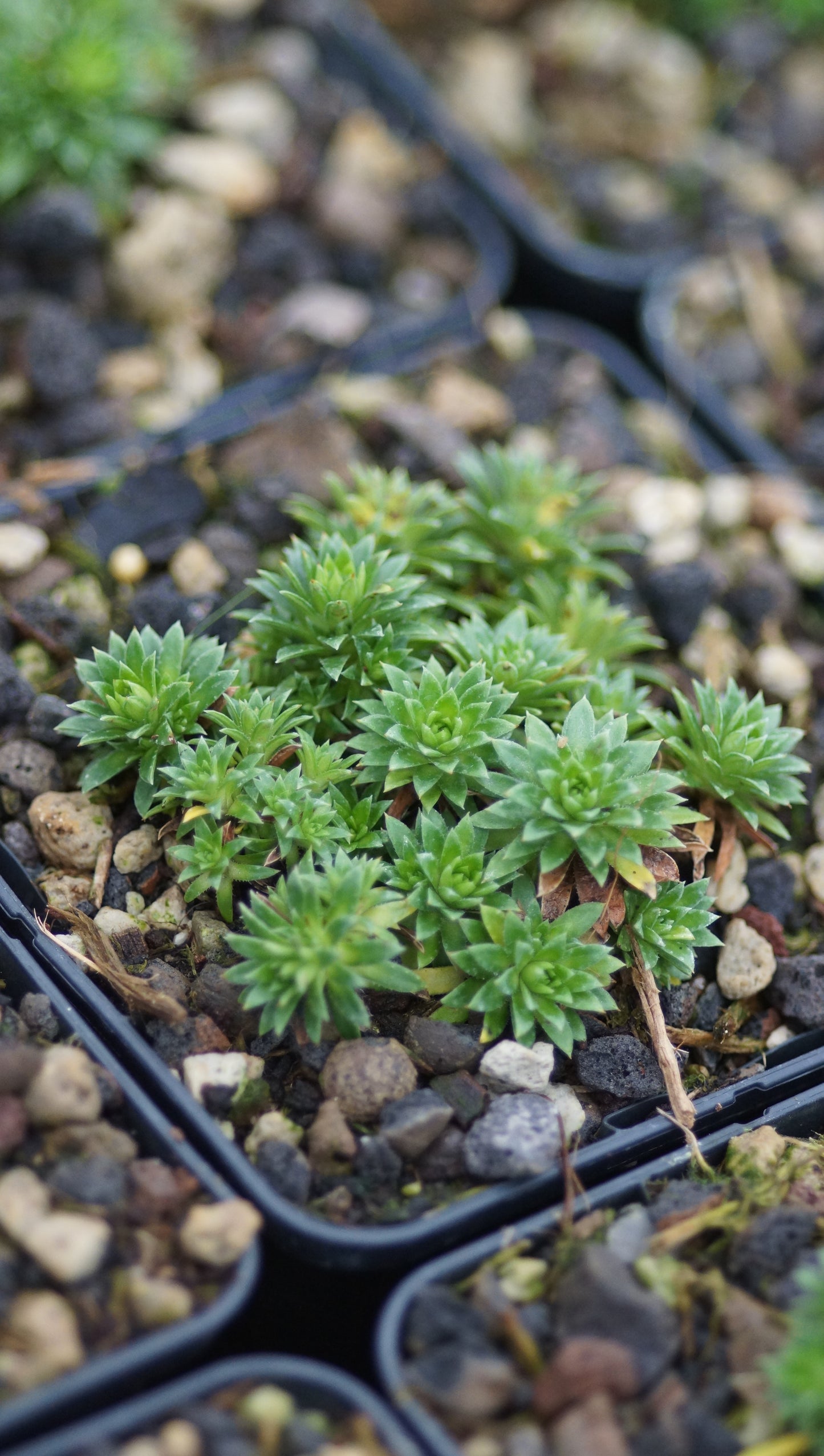 Saxifraga x apiculata 'Alba' - Elfenbein-Steinbrech
