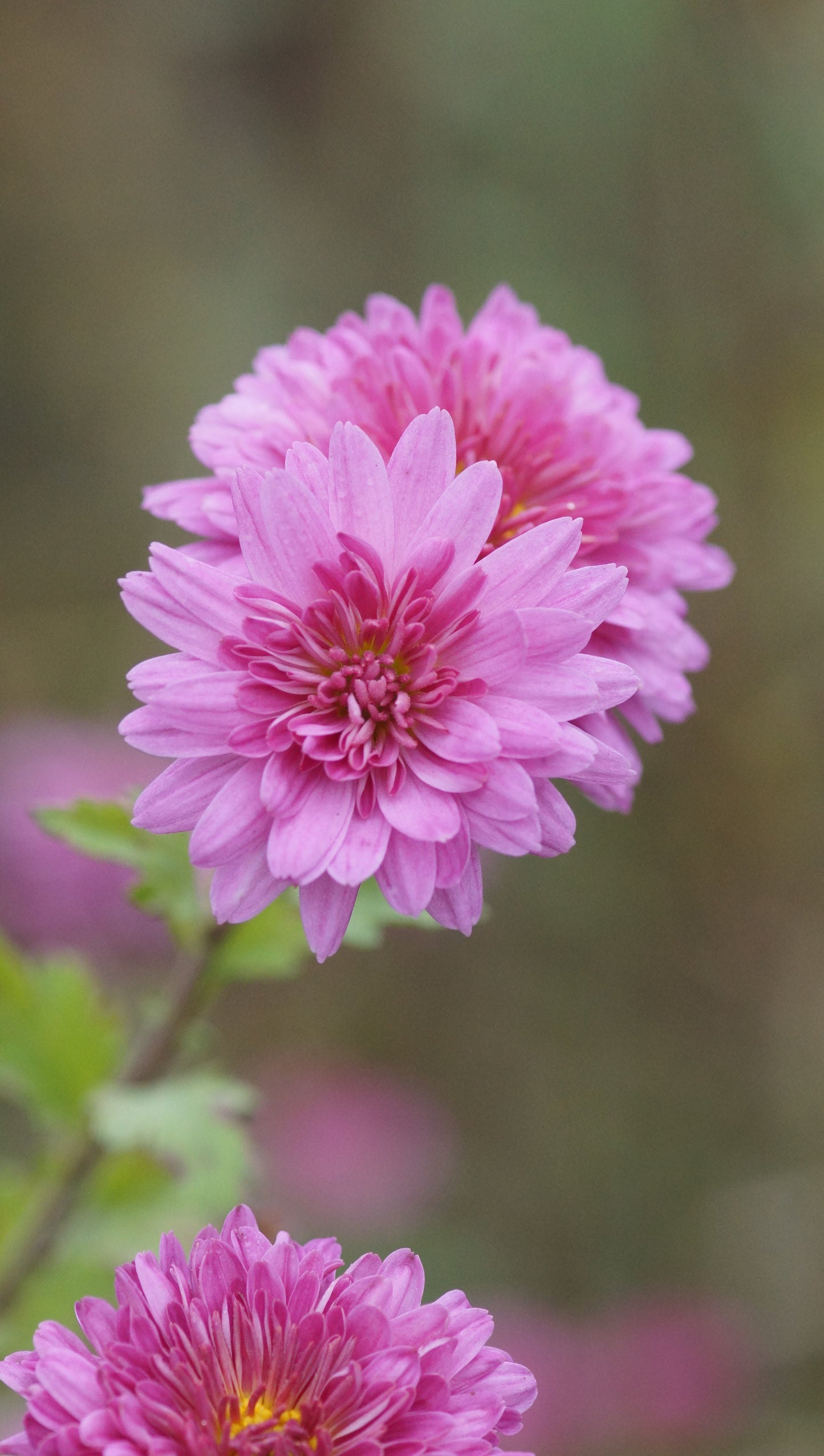 Chrysanthemum Indicum-Hybride 'Schweizerland' - Herbst-Chrysantheme