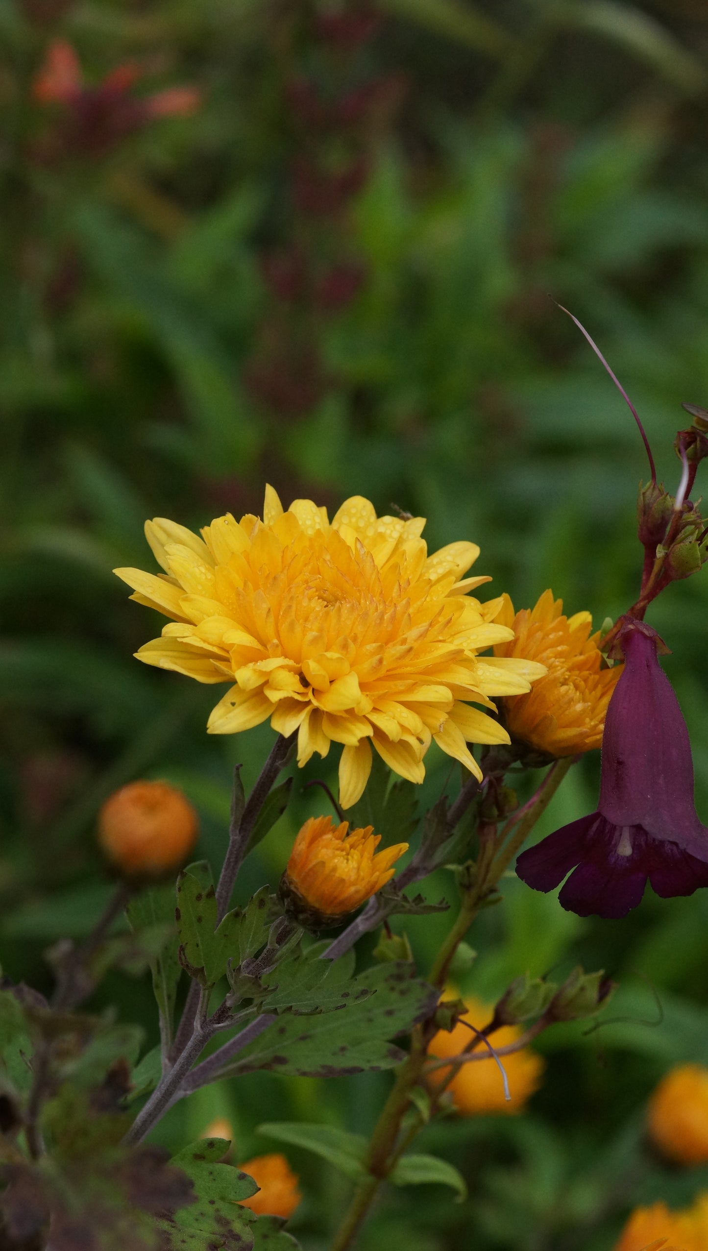 Chrysanthemum Indicum-Hybride 'Nigritella' - Herbst-Chrysantheme