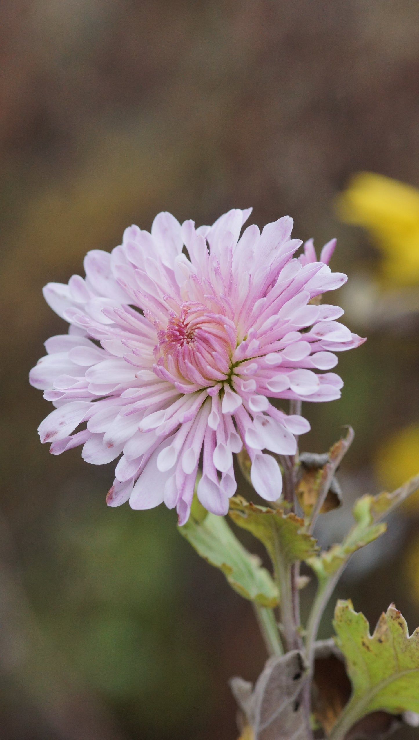 Chrysanthemum Indicum-Hybride 'Nebelrose' - Herbst-Chrysantheme