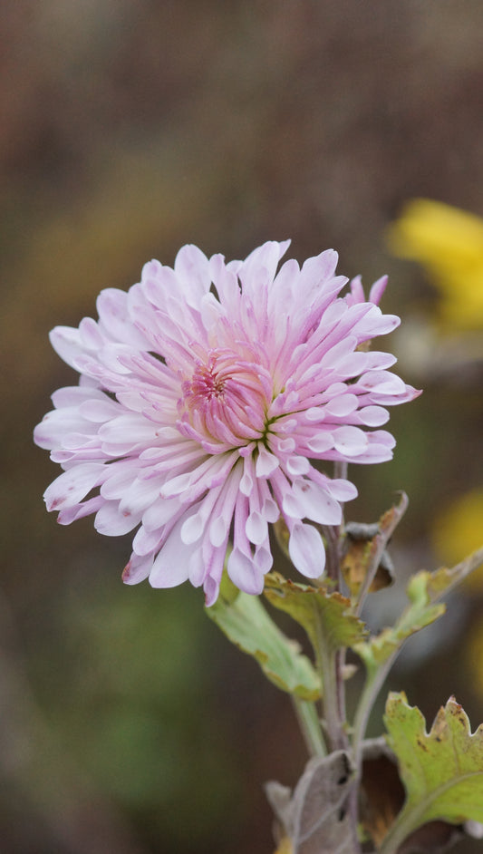 Chrysanthemum Indicum-Hybride 'Nebelrose' - Herbst-Chrysantheme