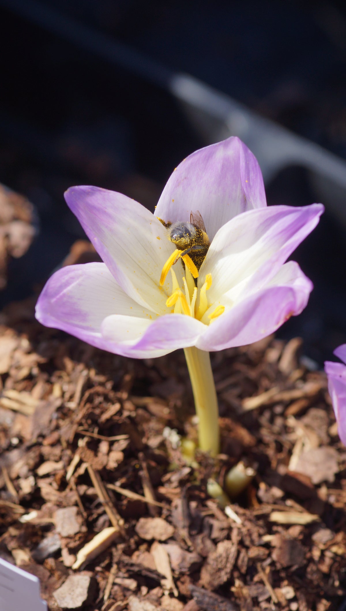 Colchicum Hybride 'Antares' - Herbstzeitlose