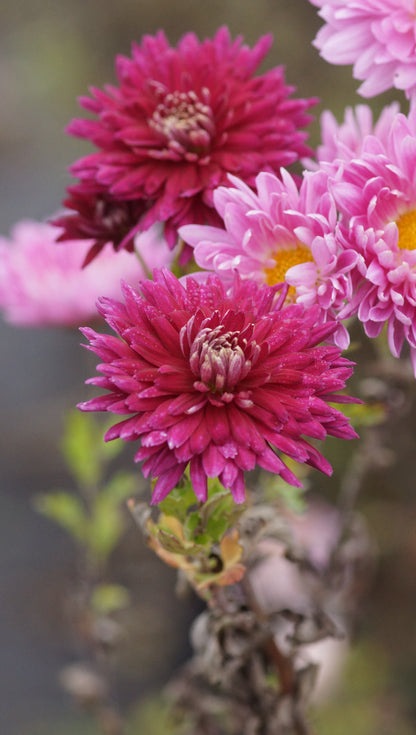 Chrysanthemum Indicum-Hybride 'Speer' - Herbst-Chrysantheme