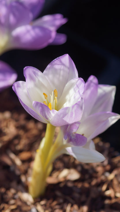 Colchicum Hybride 'Antares' - Herbstzeitlose
