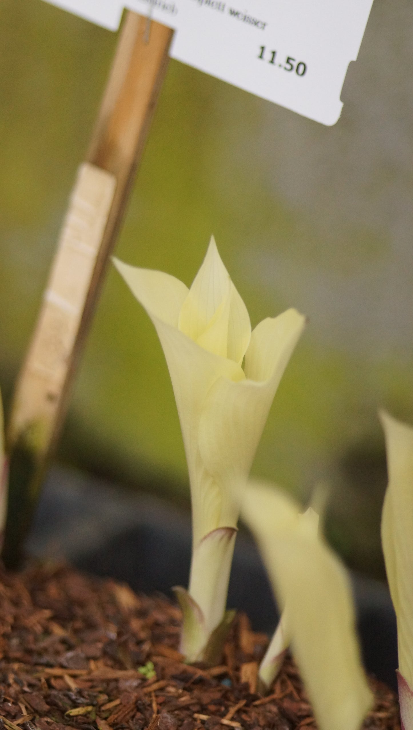 Hosta Hybride 'White Feather' - Funkie