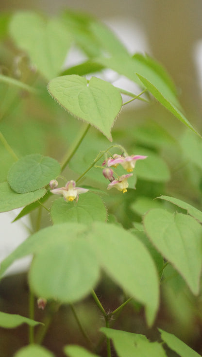 Epimedium x rubrum 'Sweetheart' - Elfenblume