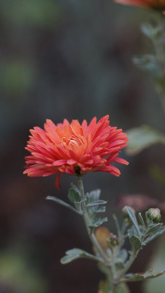 Chrysanthemum Indicum-Hybride 'Aurora' - Herbst-Chrysantheme