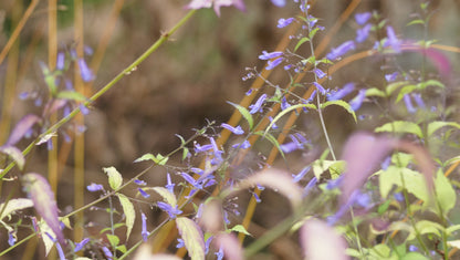 Isodon longitubus (Syn. Rabdosia longituba) - Langröhrige Amethystblume