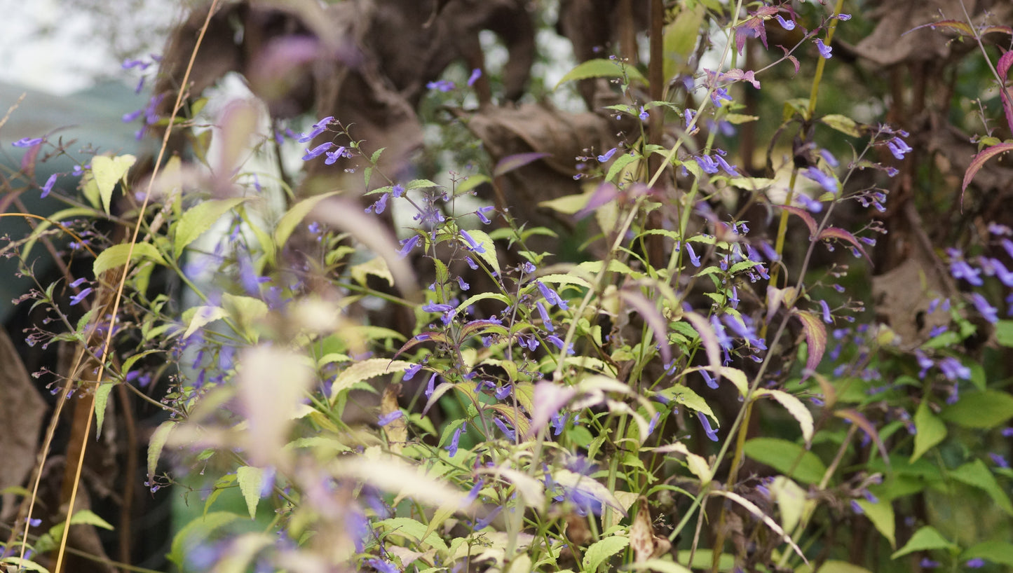 Isodon longitubus (Syn. Rabdosia longituba) - Langröhrige Amethystblume