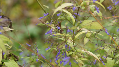 Isodon longitubus (Syn. Rabdosia longituba) - Langröhrige Amethystblume