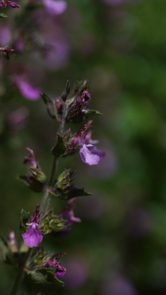 Teucrium chamaedrys - Echter Gamander
