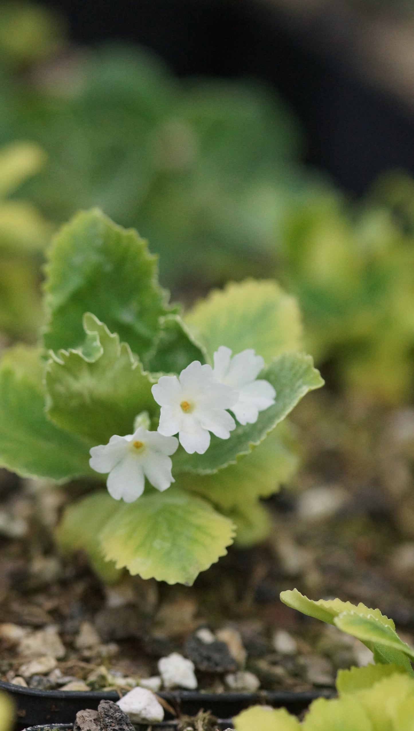 Primula x marginata 'Alba' - Gewelltrandige Primel